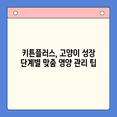 키튼플러스 가격보다 중요한, 반려묘 성장 관리의 핵심 전략 | 키튼플러스, 고양이 성장, 건강 관리, 영양, 팁