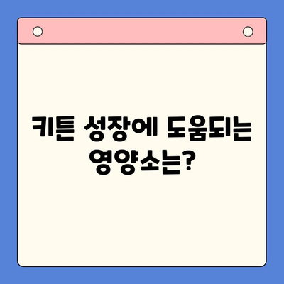 키튼 성장을 위한 최고의 선택! 다양한 키튼 성장제품 비교분석 | 키튼, 성장, 제품, 비교, 추천
