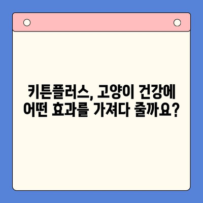 키튼플러스 효과, 가격, 주의사항 완벽 가이드 | 반려묘 건강, 영양, 부작용